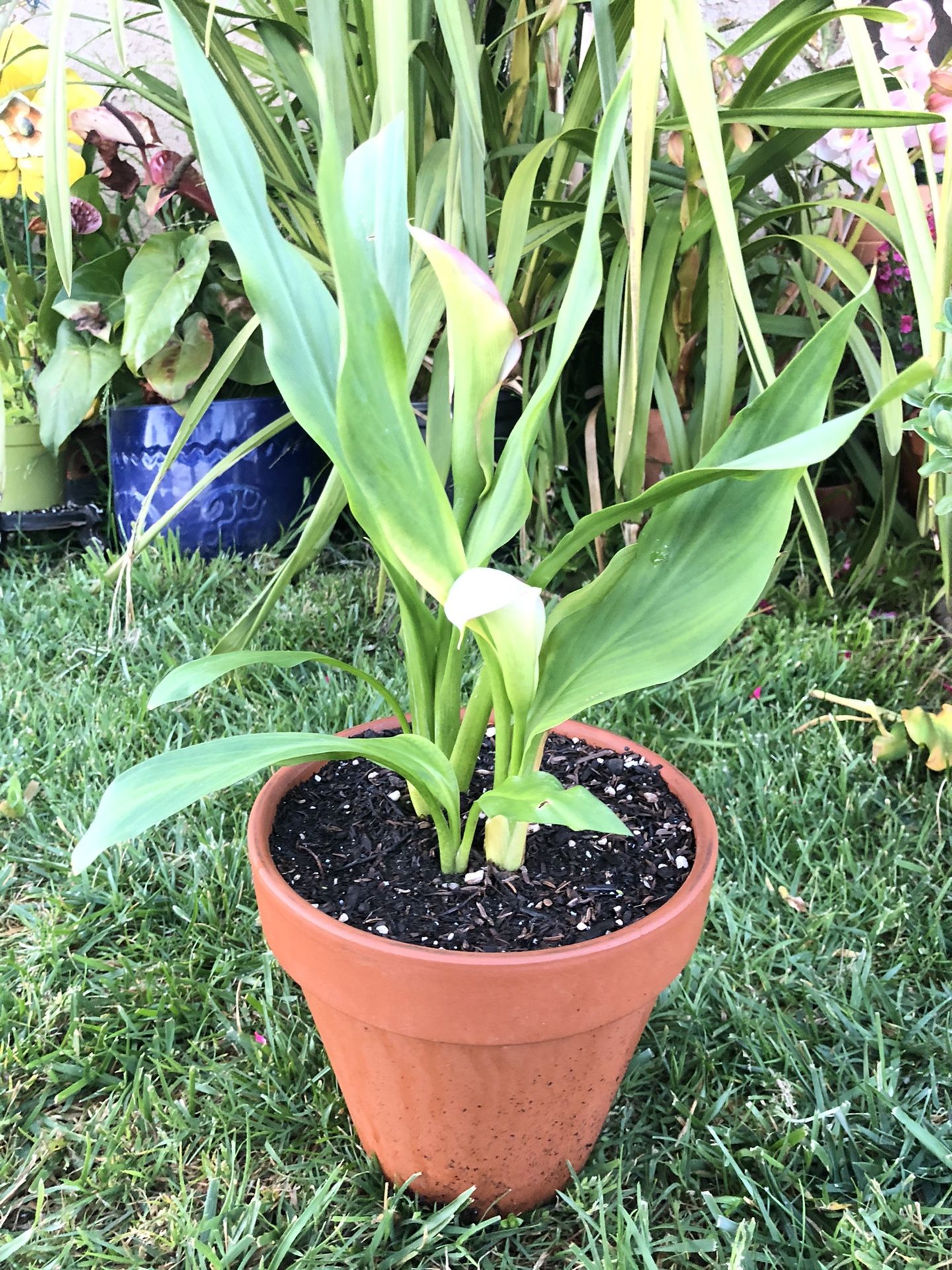 Beautiful calla lily plant!