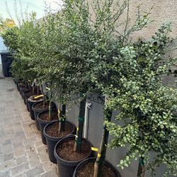 Australian Finger Lime FRUITING/FLOWERING