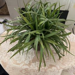 Silk Plant