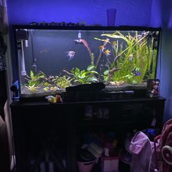 55 Gallon Fish Tank