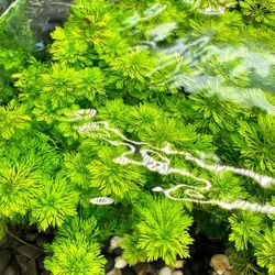 Limnophila Heterophylla - Aquatic Plant Bunch - Low-tech Aquarium Plant - Easy Freshwater Plant For Aquascape Aquascaping Fish Tanks