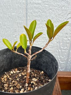 Moreton Bay Fig Tree Ficus Pre Bonsai