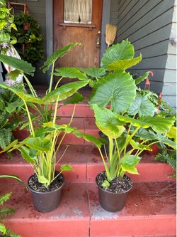 Healthy Elephant Ears Plant aka Alocasia Plant for $28 each