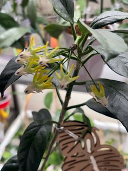 Hoya Multiflora blooming