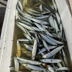 Fresh Never Frozen Ballyhoo 