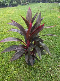 RED CORDYLINE ( 3 gallon pot) Dramatic, Eye Catching