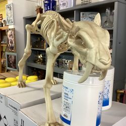 Saber Tooth Tiger Skeleton 