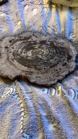 Polished Petrified Wood