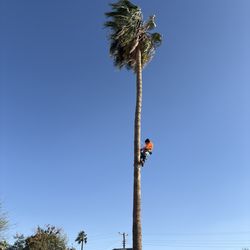 Palms cut