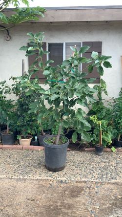 Zutano avocado tree