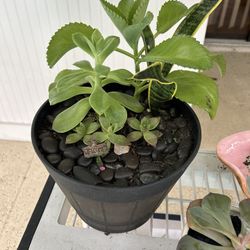 Enchanted Greenery Boutique (Succulents In Rare And Unique Homes)🌾🫶