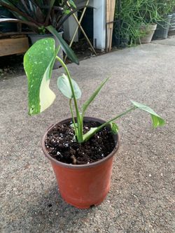 Monstera Thai constellation plant