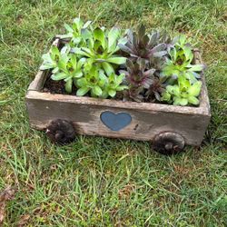 Succulents 