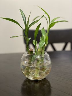 Bamboo For Sale