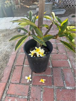 Plumeria