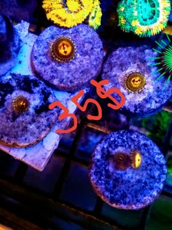 Bowtie blaster zoa plant