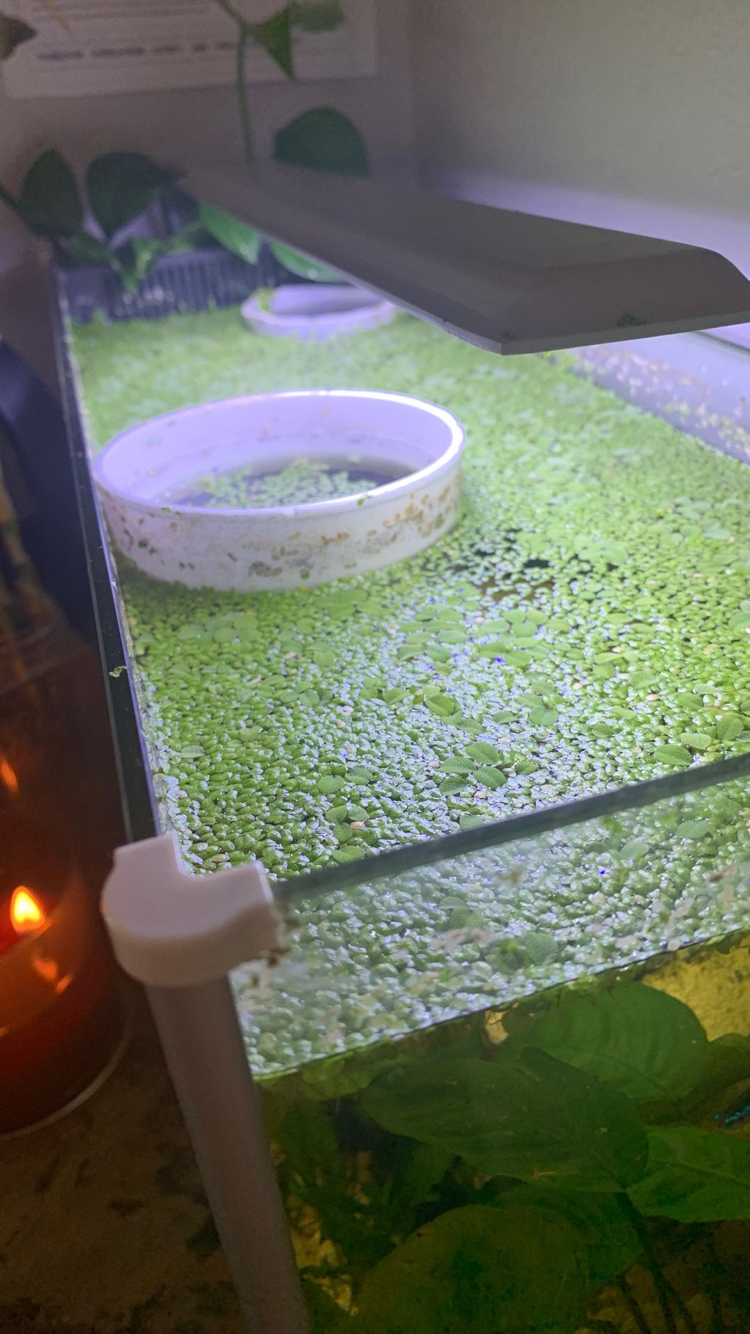 Aquarium Duckweed Floating Plants