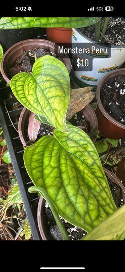 Monstera Peru Plant