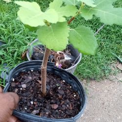 Fig Plants 