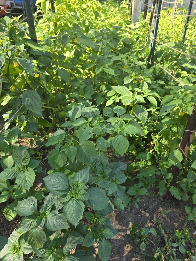 Tomatillos Milperos Gratis. Tomatoes Gren Free