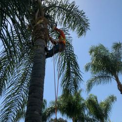 Palms Trimming Se Podan Palmas
