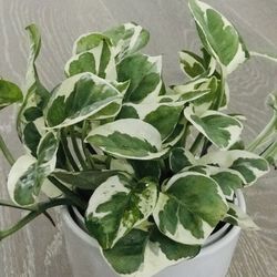 N’Joy Pothos Full In 4in Pot