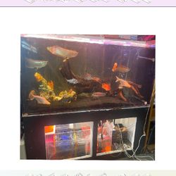 perhaps goal Massive Aquarium Tank - Wide & Stunning Display