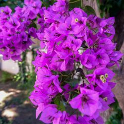 purple queen bougainvillea pre-bonsai