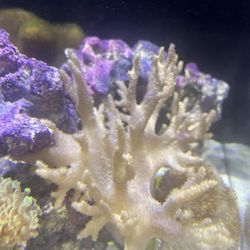 Finger Leather Coral 