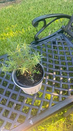 Organic rosmary