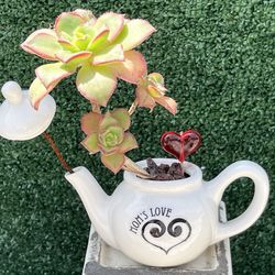Succulent Mothers Day ( Mini Teapot )