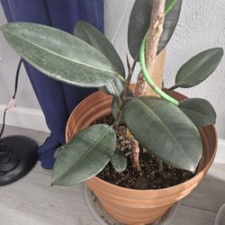 Rubber Tree 