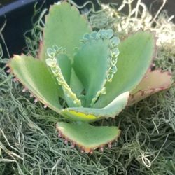 10 'Plant of Life' Baby Cacti Plantlets