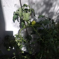 Tomatoe Plants For Sale 15