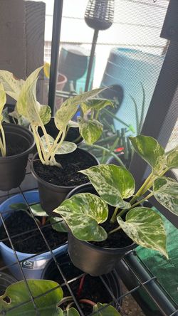 Marble Queen Pothos Live Plants