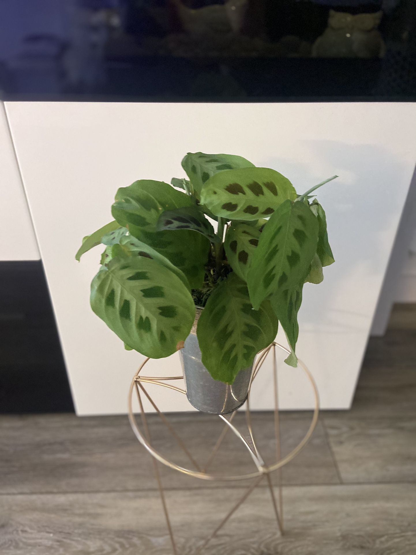 Housplant Rabbit Praying Plant