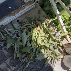 $10.00 Bundle Purple Plants (Serious Buyers) cash only 