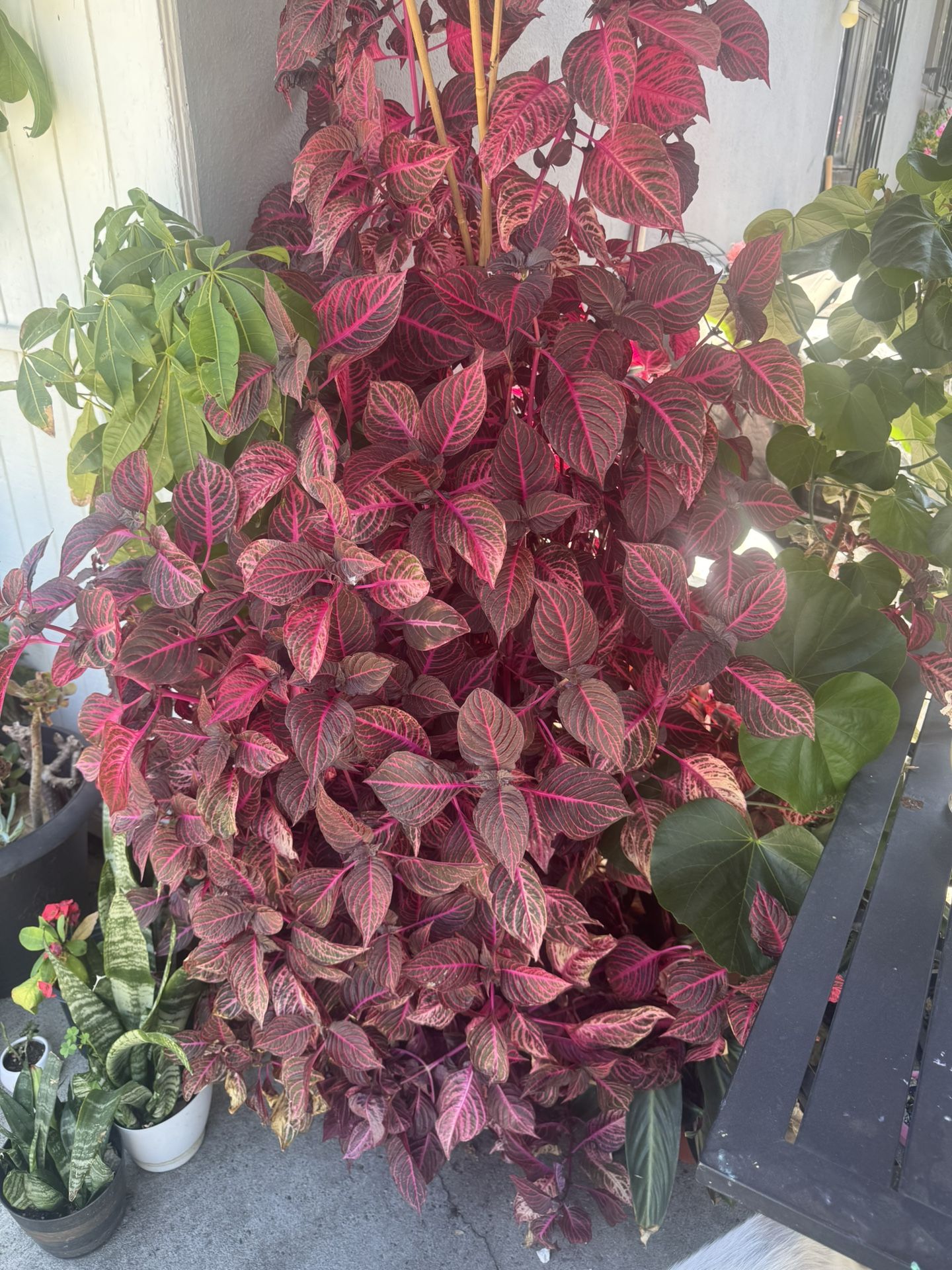 blood plant 
