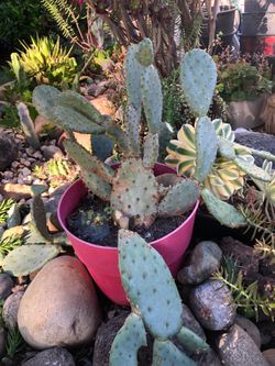 PLANT SALE