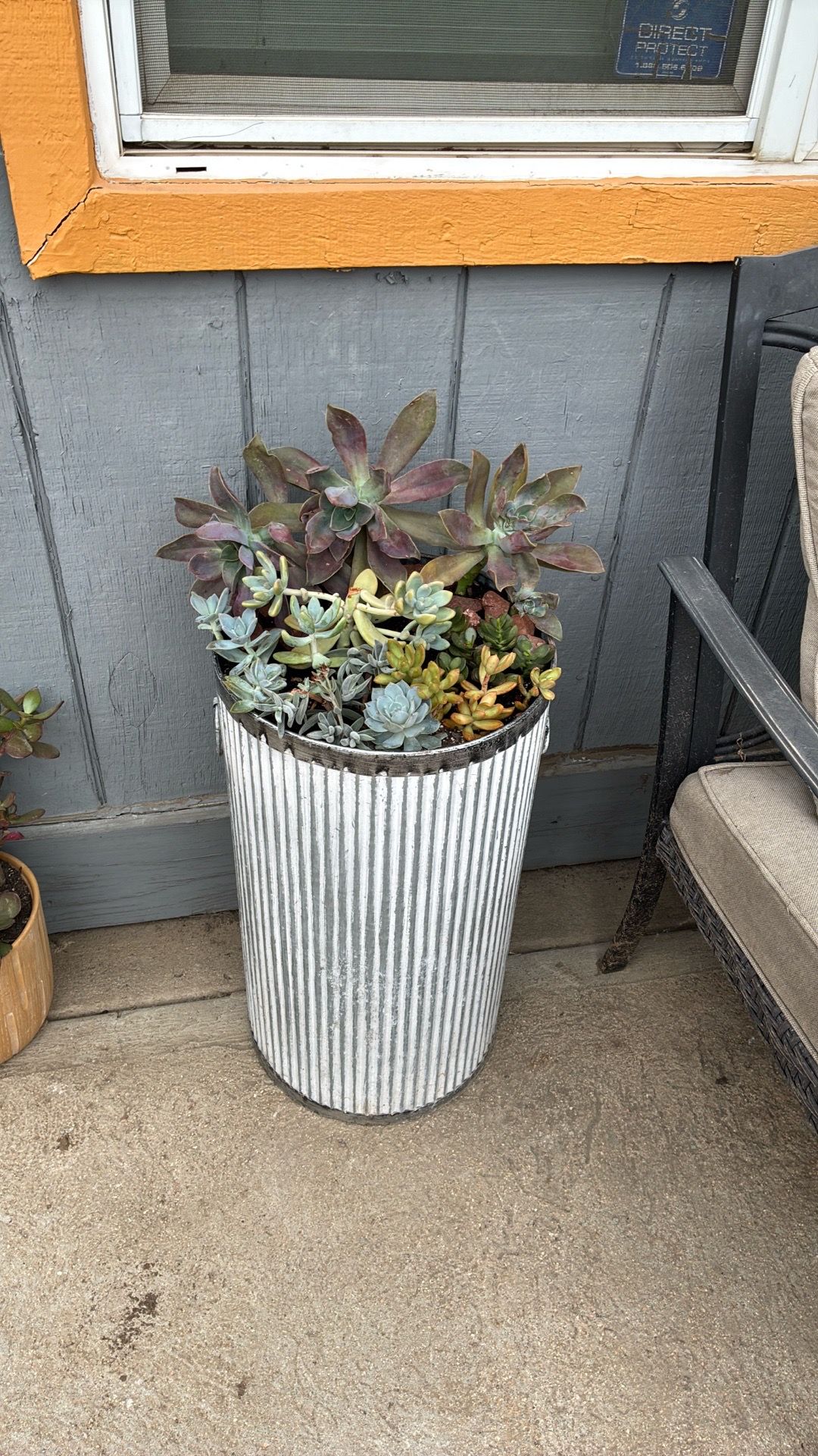 Potted succulents 2.5 ft tall