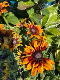$9 each pot of beautiful black Susan flowers
