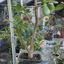 Plants