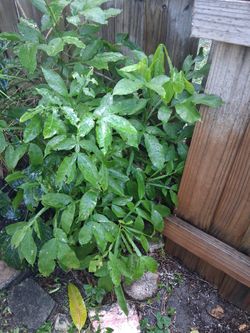 Guinep Or Spanish Lime Trees Healty Ready To Plant I Will Dig And Pot When You Purchase 