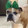 Shawn