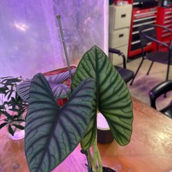 Alocasia imperial “nebula”