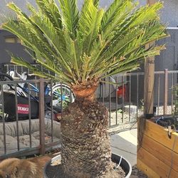 SAGO PALM