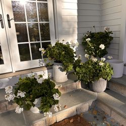 Potted Geraniums Large Size