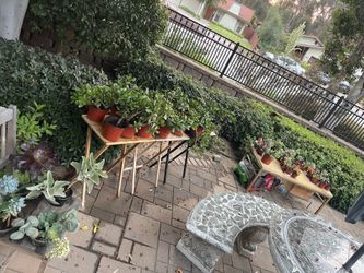 🌱🪴🌵🪻GARAGE SALE OVER 50 PLANTS!!! ‼️‼️‼️