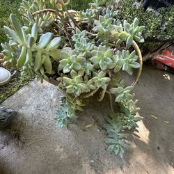 Succulent Plant 
