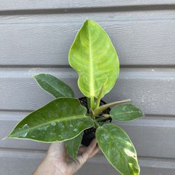 4” moonlight philodendron